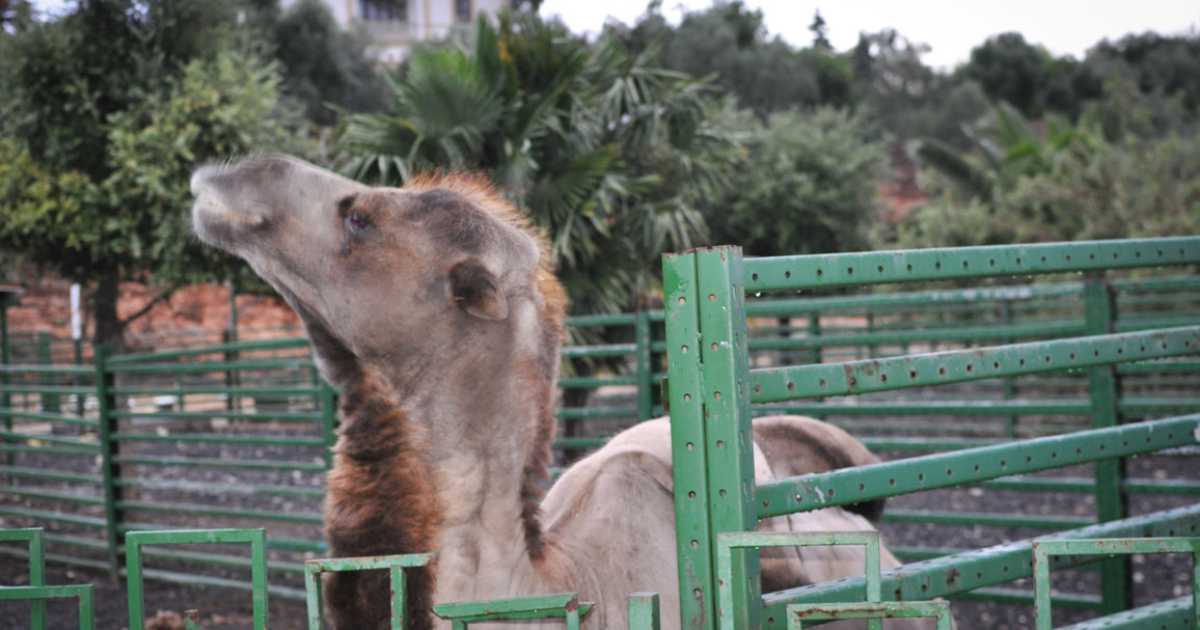 Cammelli, cervi e una casa isolata: a Modugno c'� un misterioso ''zoo''